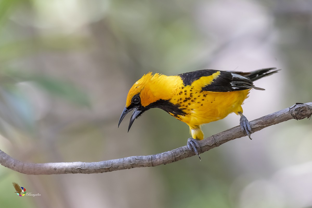 Spot-breasted Oriole - ML254191561