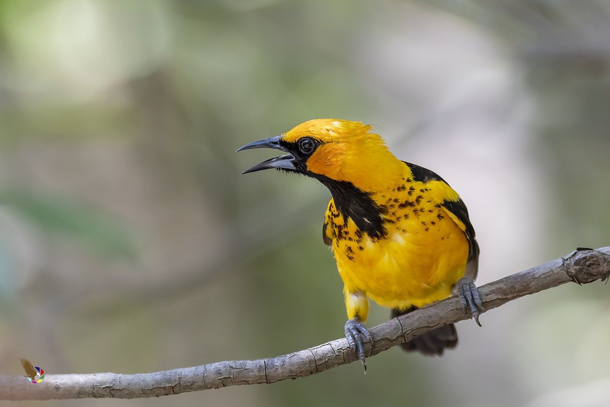 Spot-breasted Oriole - ML254191591