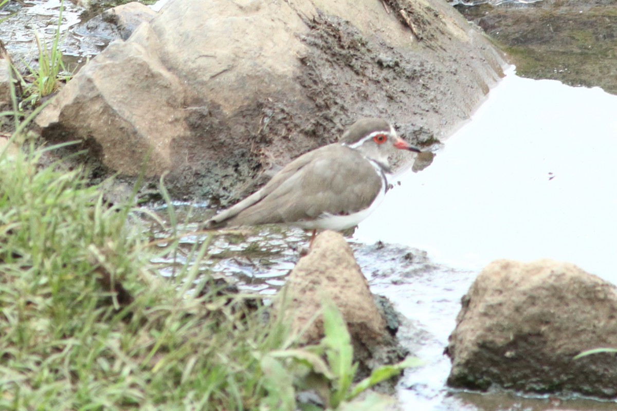 Three-banded Plover - ML254192851
