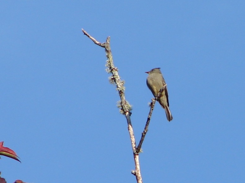 Greater Pewee - ML254193401