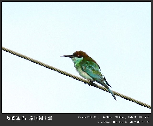 Blue-throated Bee-eater - Qiang Zeng