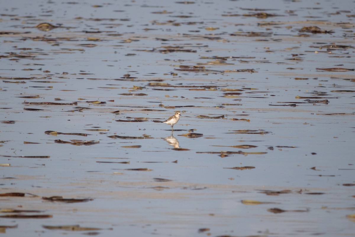 Double-banded Plover - ML25419411