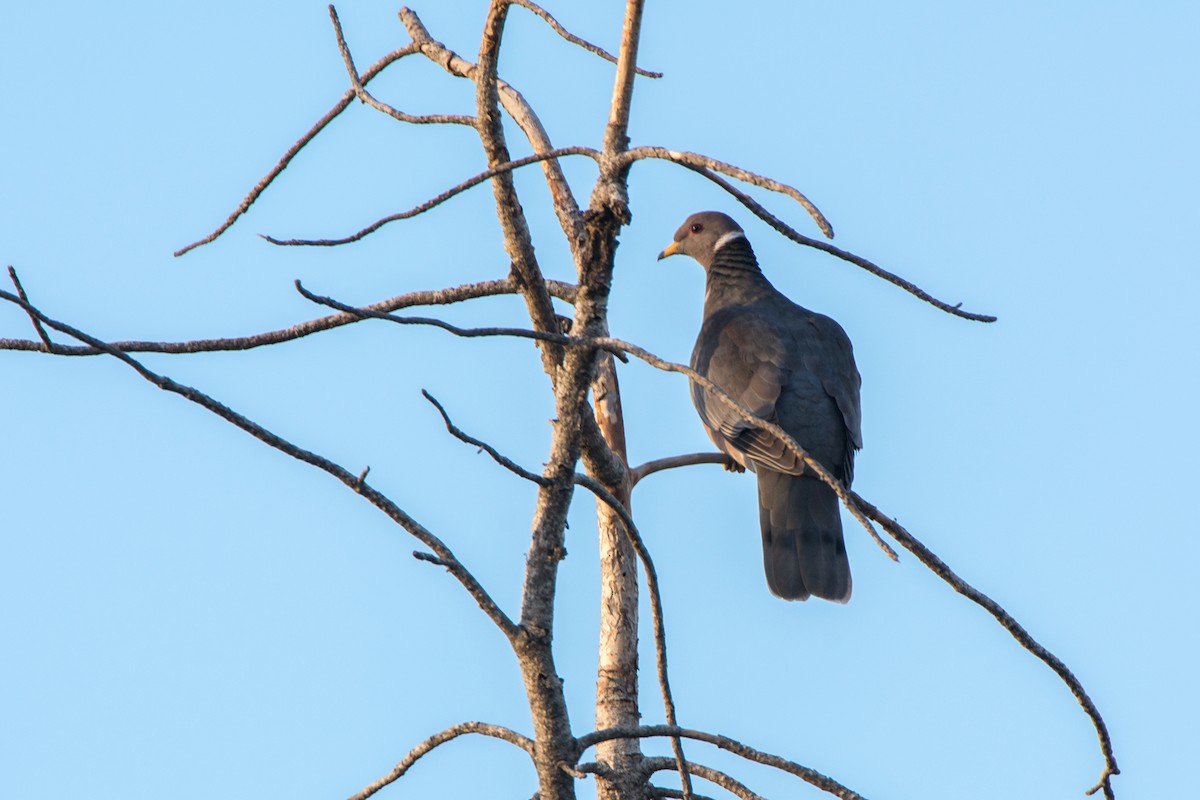 Band-tailed Pigeon - Larry Jordan