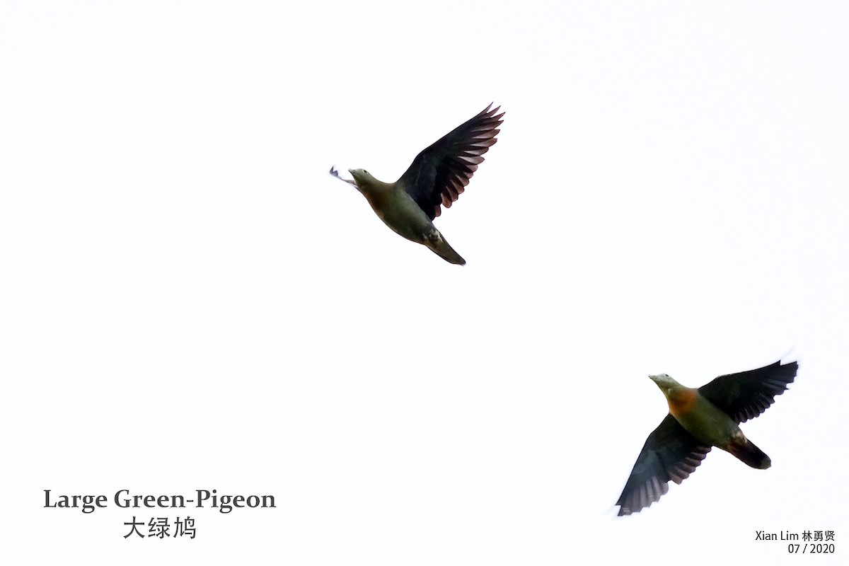 Large Green-Pigeon - ML254198261