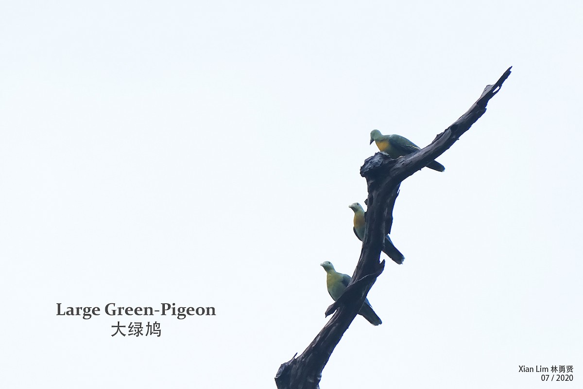 Large Green-Pigeon - ML254198271