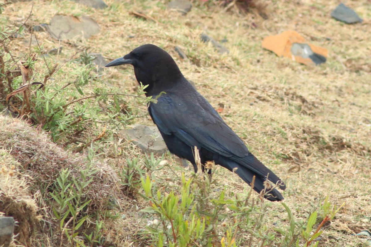 Cape Crow - Alexandre Hespanhol Leitão