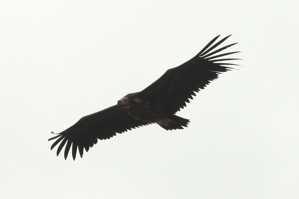 Lappet-faced Vulture - Alexandre Hespanhol Leitão