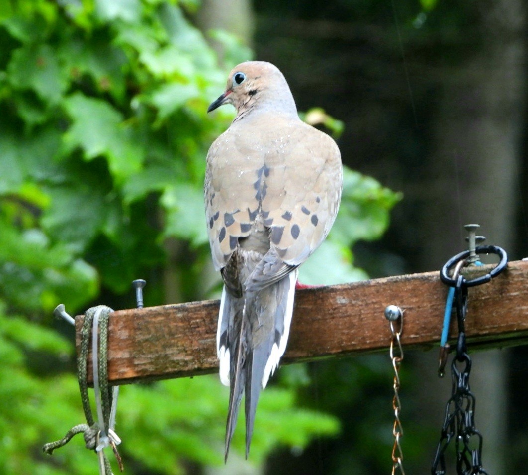 Mourning Dove - Capt. Ed Brown