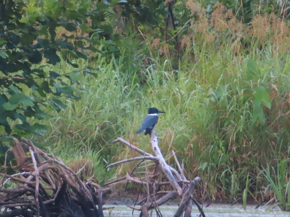 Belted Kingfisher - ML254211361