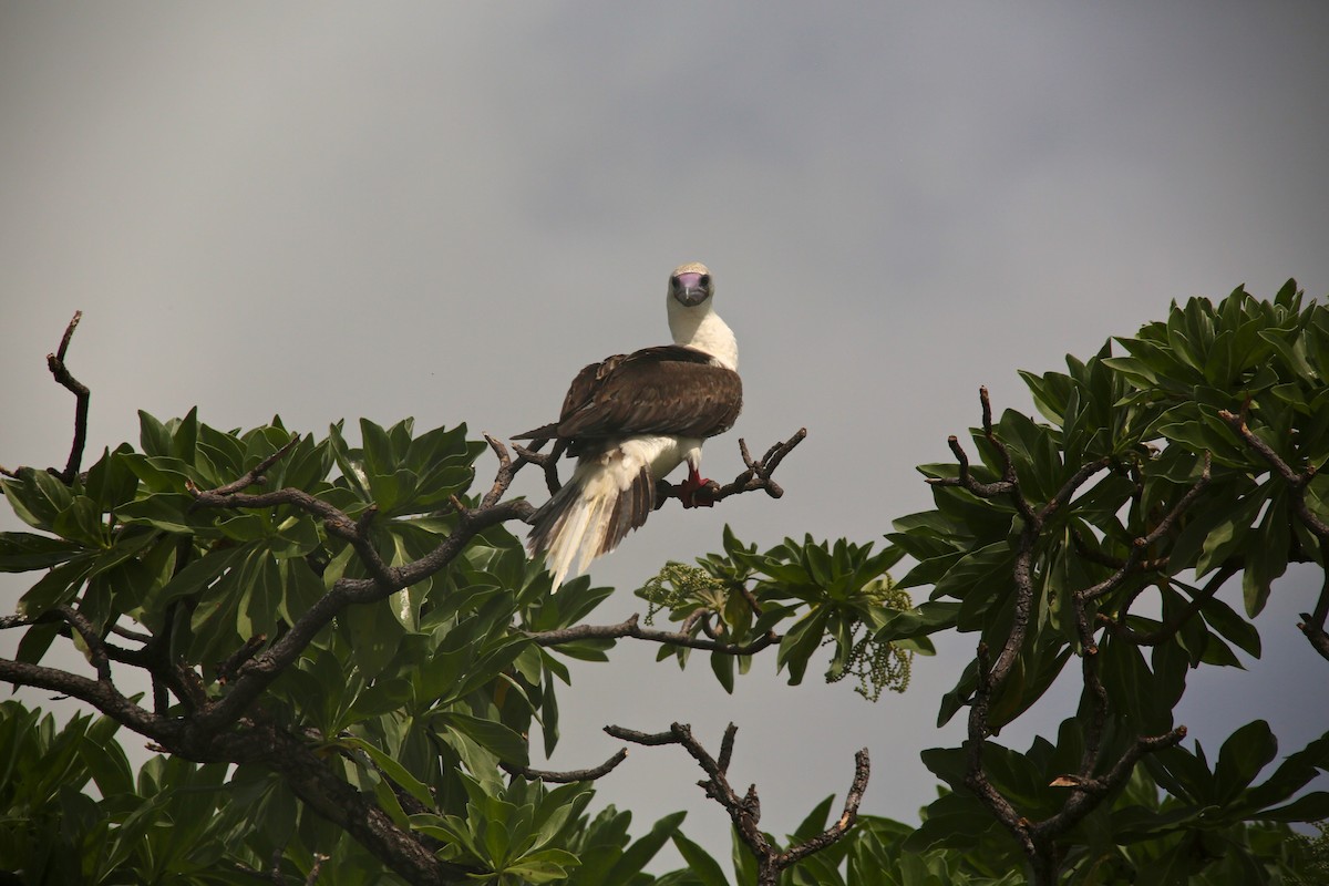 Red-footed Booby - ML25421181