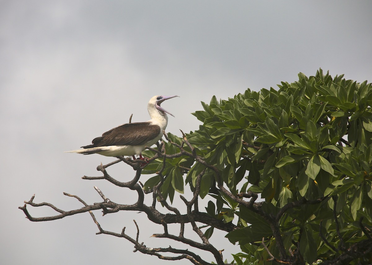 Red-footed Booby - ML25421251