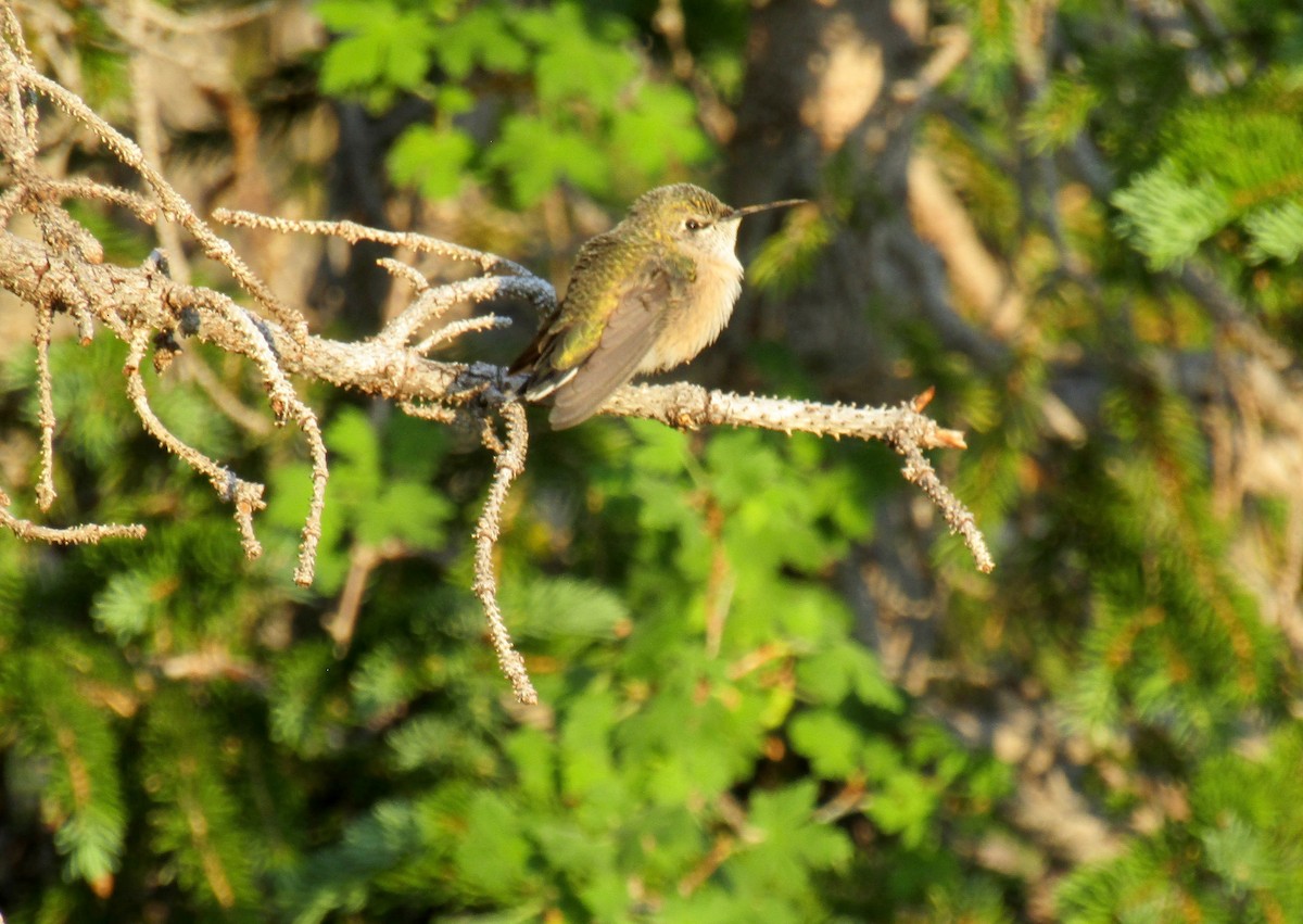 Calliope Hummingbird - ML254218431