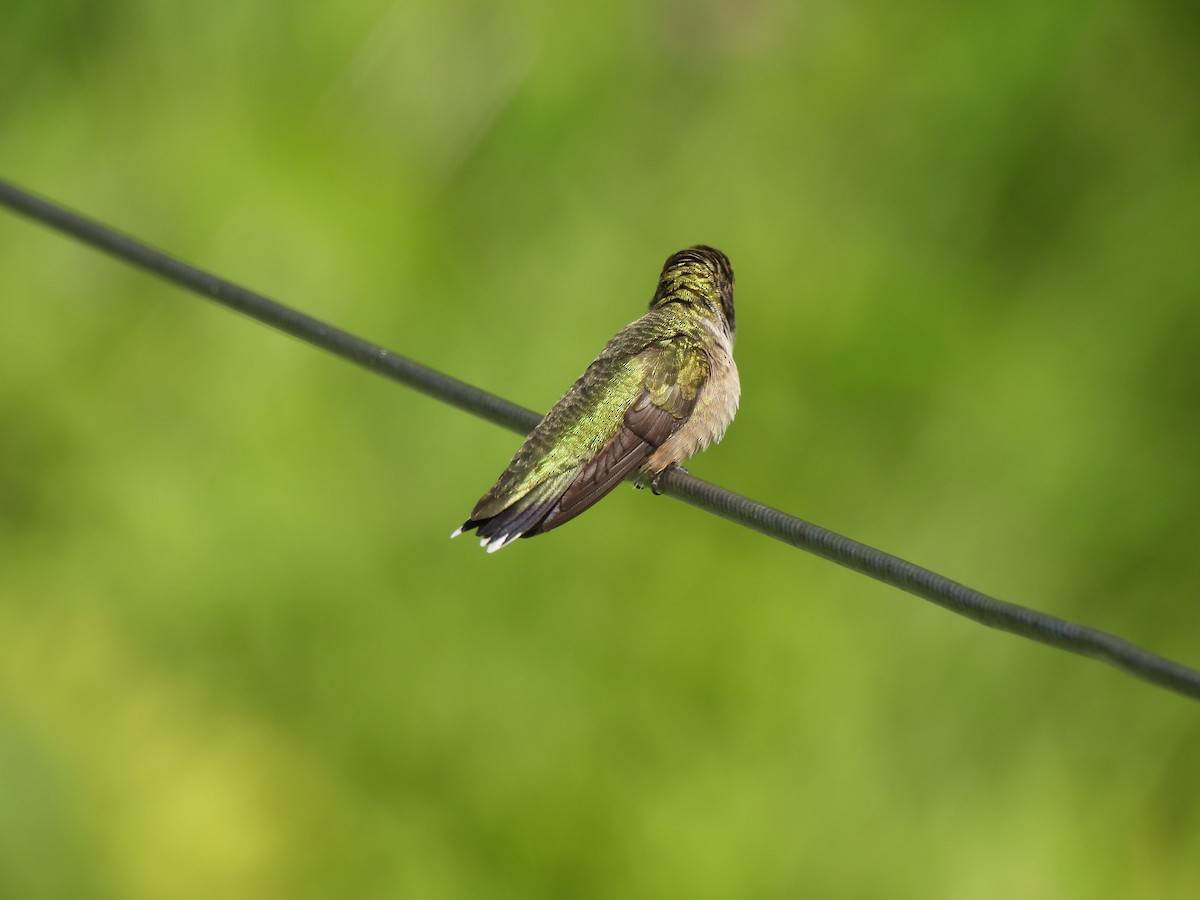 Ruby-throated Hummingbird - ML254218471