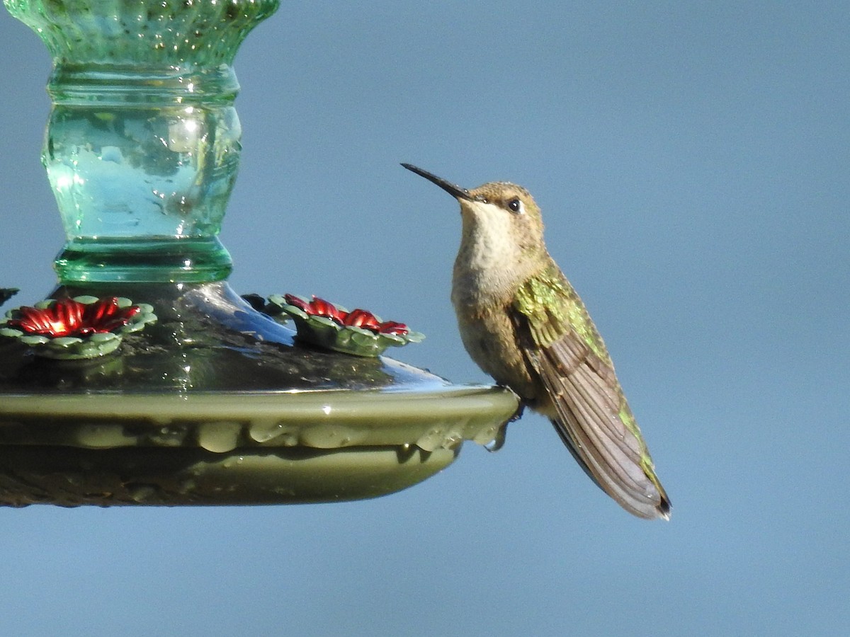 Black-chinned Hummingbird - Ben Meredyk