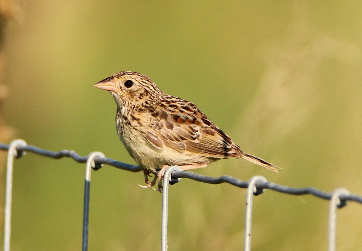 Grasshopper Sparrow - Mark  Brown