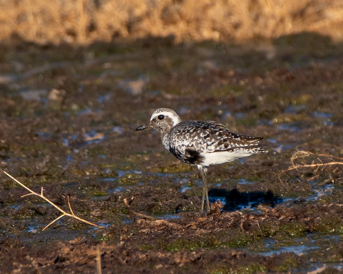 Black-bellied Plover - Mary McSparen