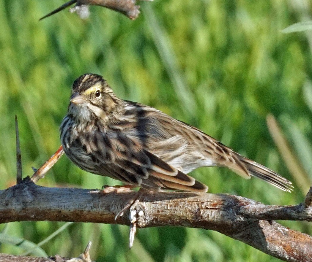 Savannah Sparrow - ML254242811