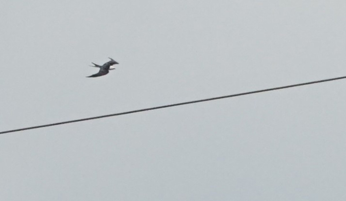 Swallow-tailed Kite - ML254242861