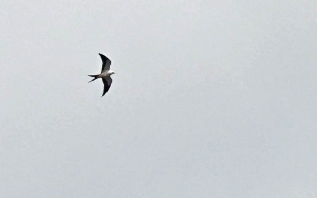 Swallow-tailed Kite - ML254242871