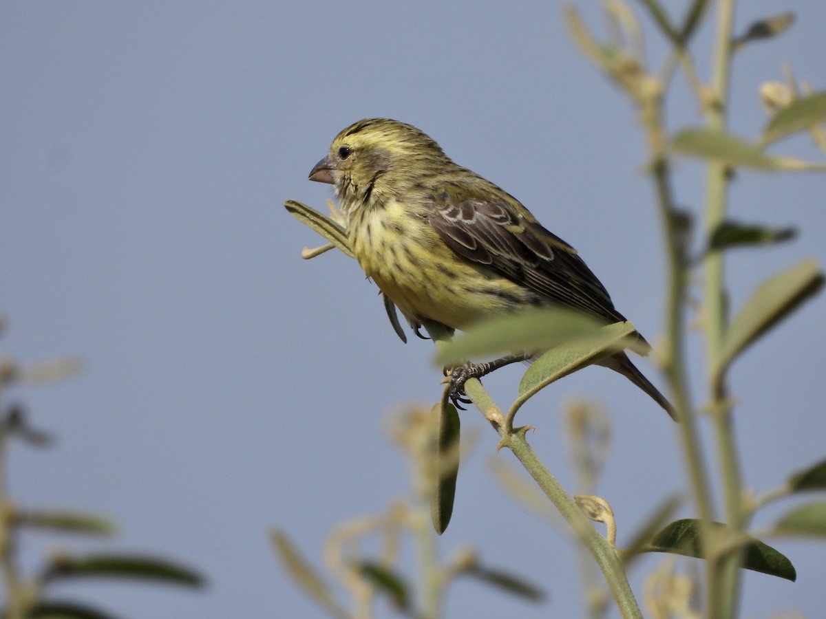 White-bellied Canary - ML254243391