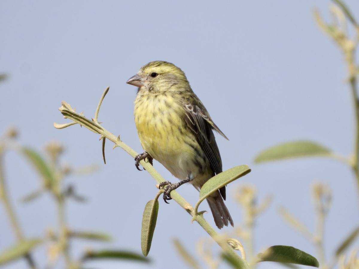 White-bellied Canary - ML254243451