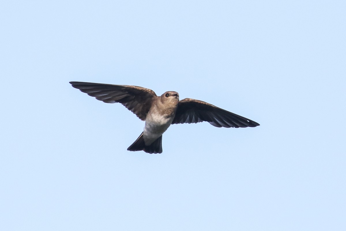 Northern Rough-winged Swallow - ML254245691