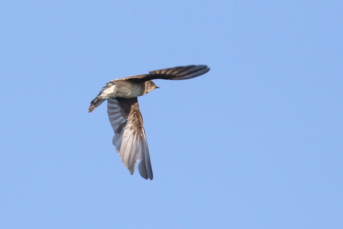Northern Rough-winged Swallow - ML254245701