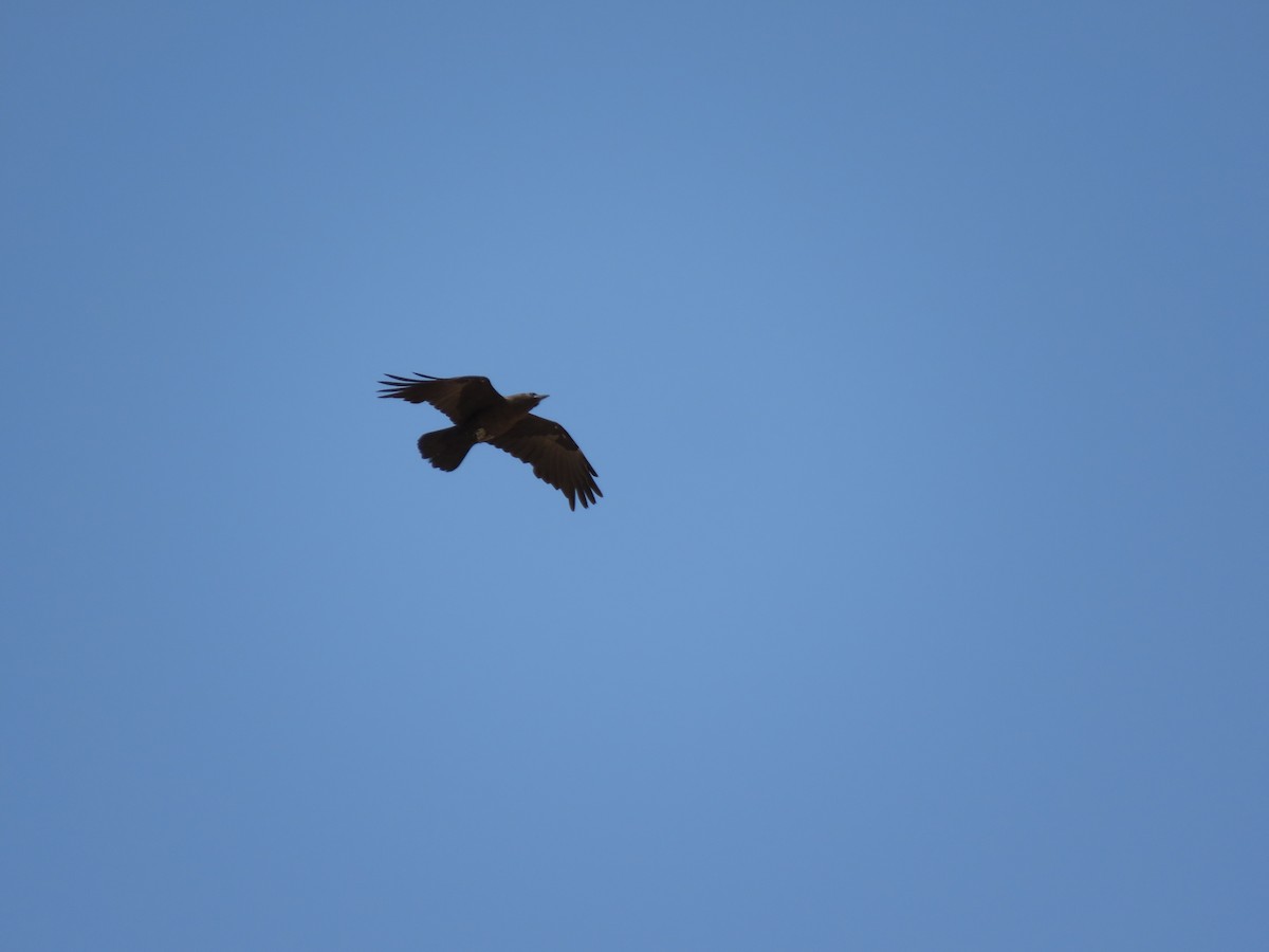 Brown-necked Raven - ML254261151