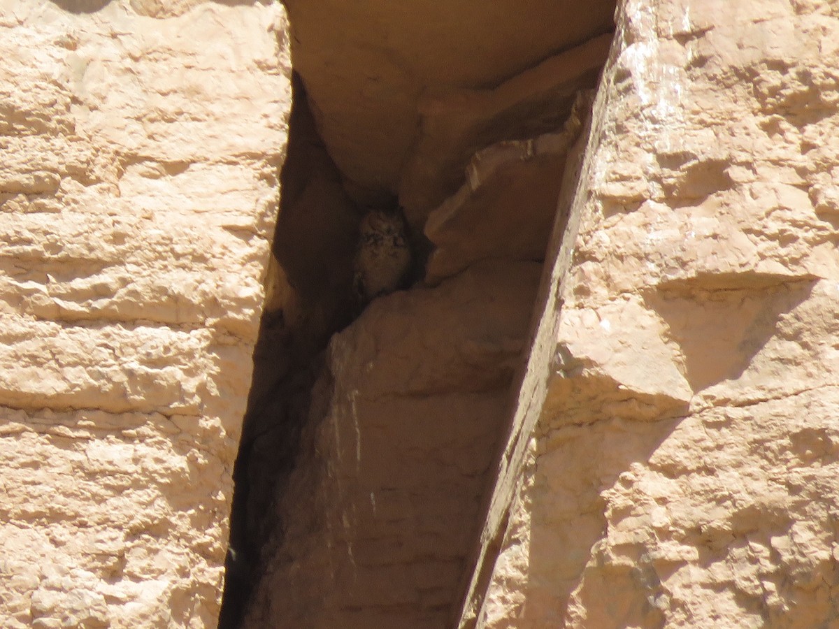 Pharaoh Eagle-Owl (Pharaoh) - ML254261221