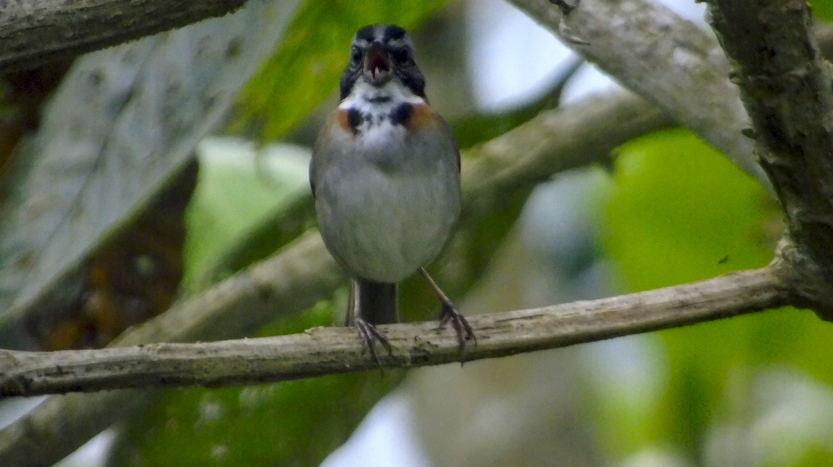 Rufous-collared Sparrow - ML254261261
