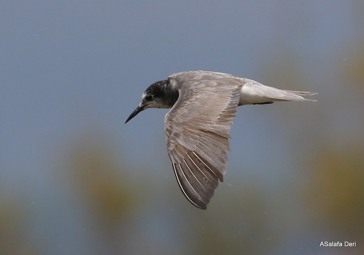 Black Tern (Eurasian) - ML254264021