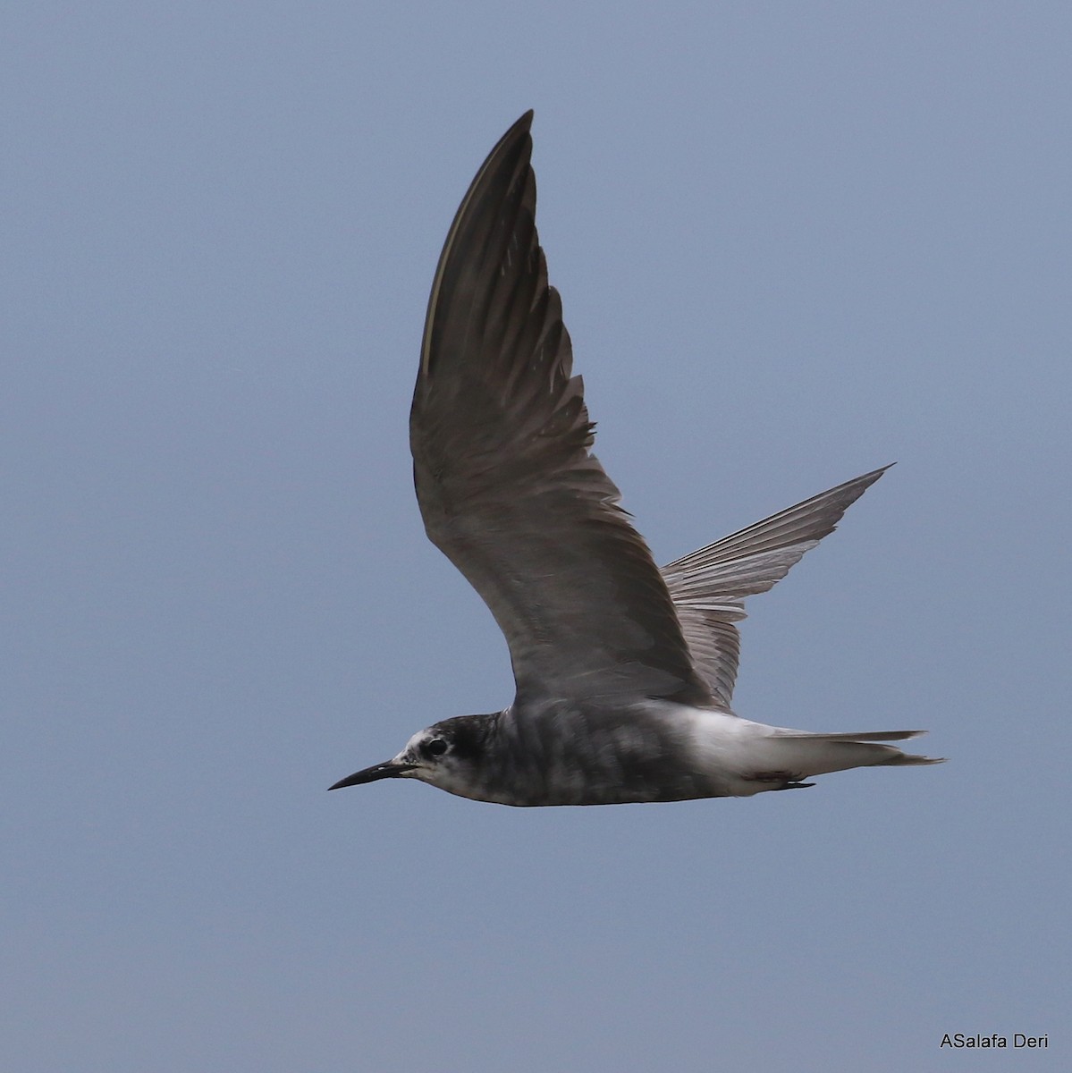 Black Tern (Eurasian) - ML254264661