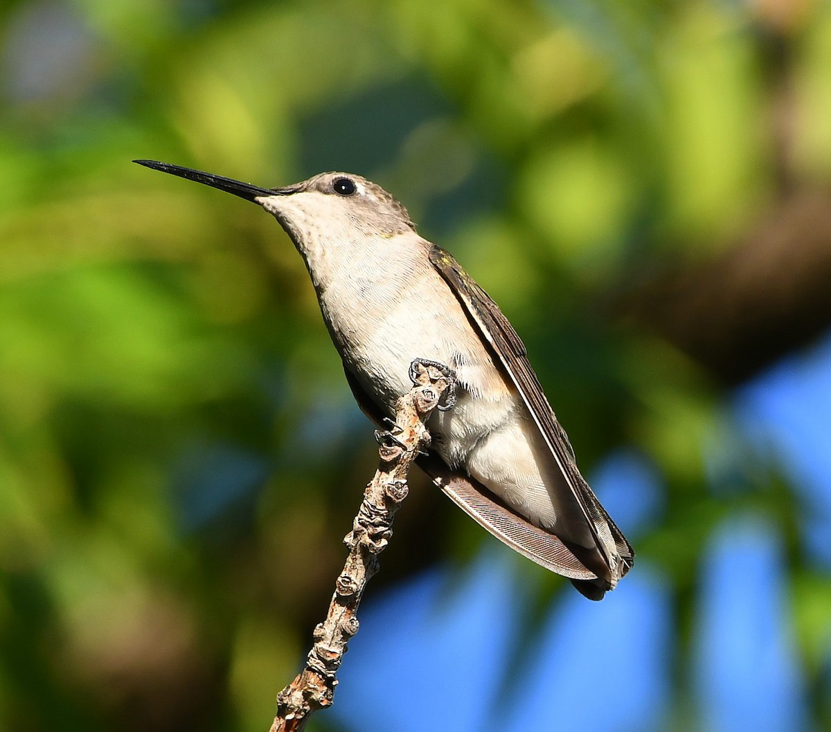 Costa's Hummingbird - David Beaudette
