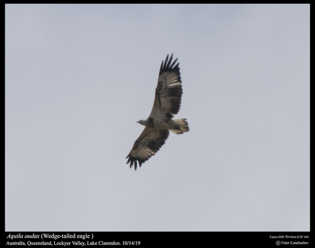 Wedge-tailed Eagle - ML254268671