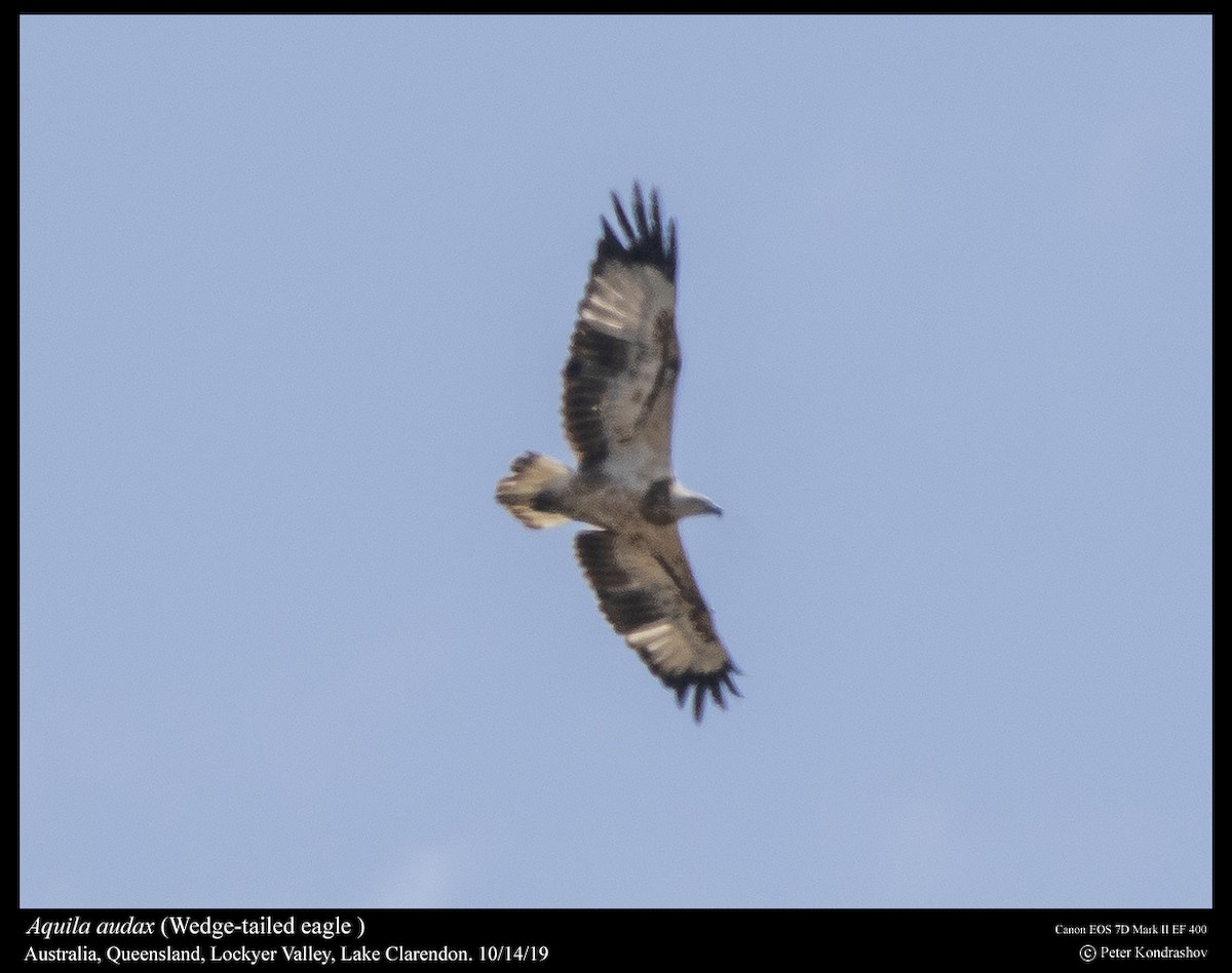 Wedge-tailed Eagle - ML254268681