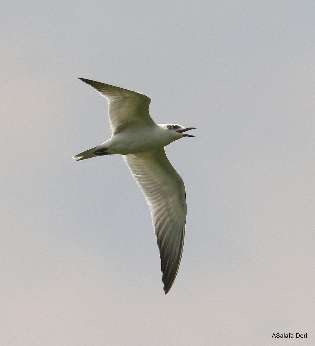 Gull-billed Tern - Fanis Theofanopoulos (ASalafa Deri)