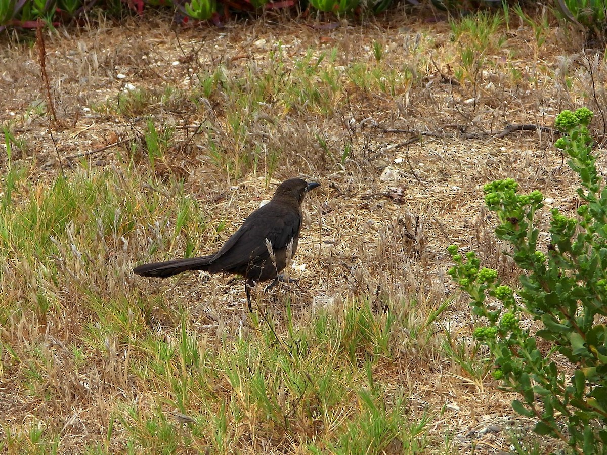Great-tailed Grackle - ML254270401