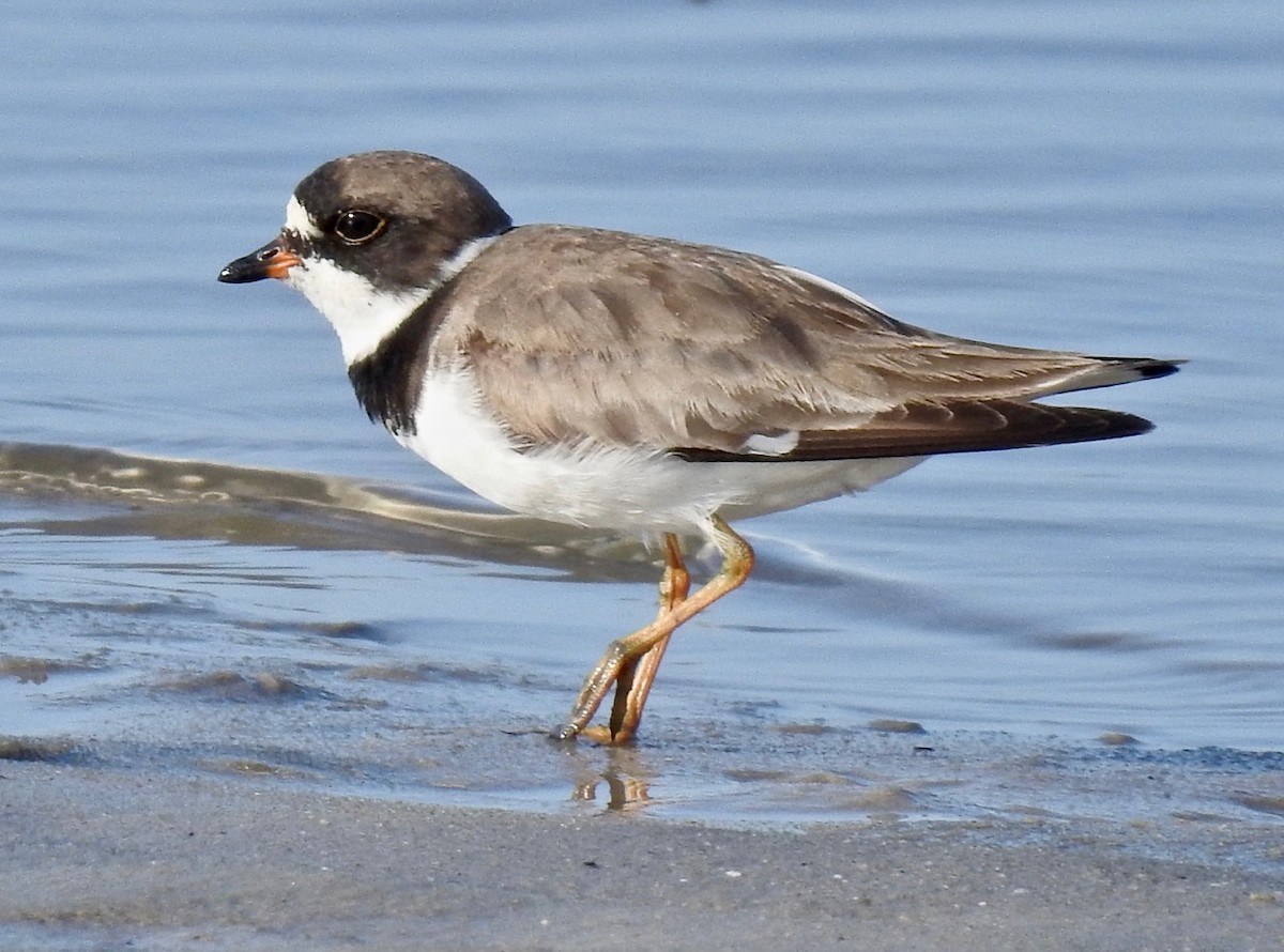 Semipalmated Plover - ML254270601