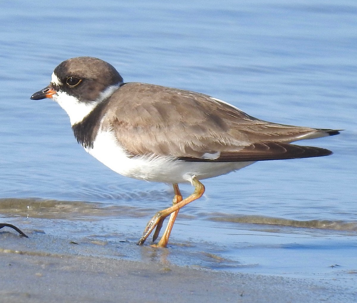 Semipalmated Plover - ML254270611