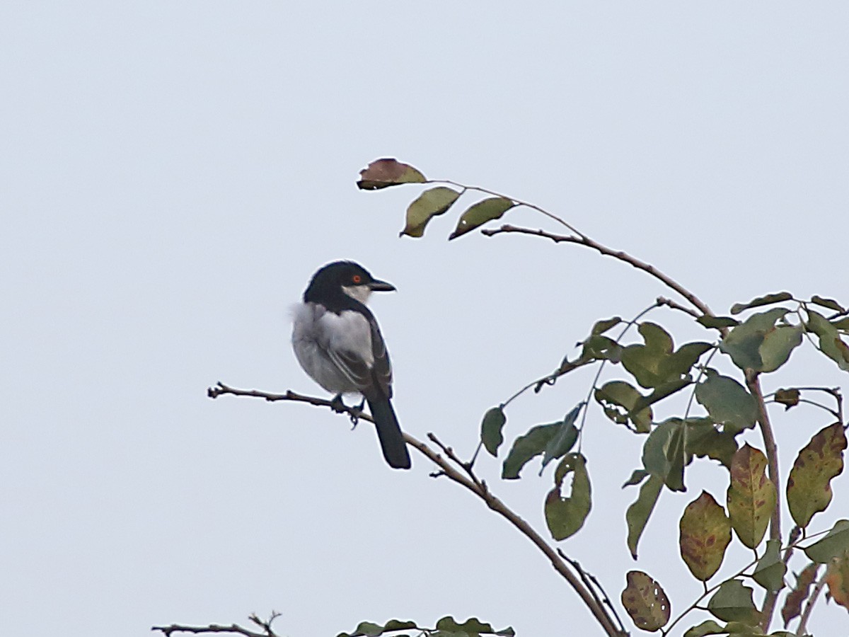 Northern Puffback - ML254273581