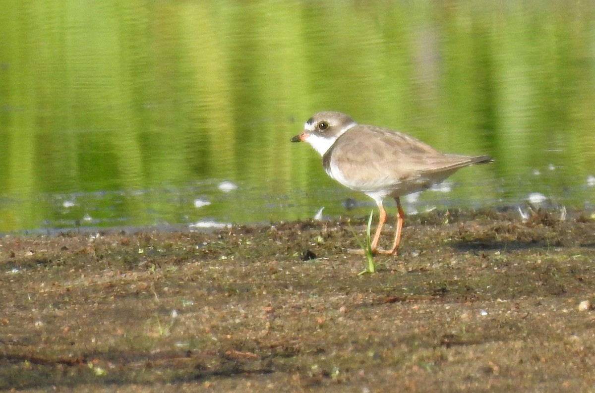 Semipalmated Plover - ML254278221