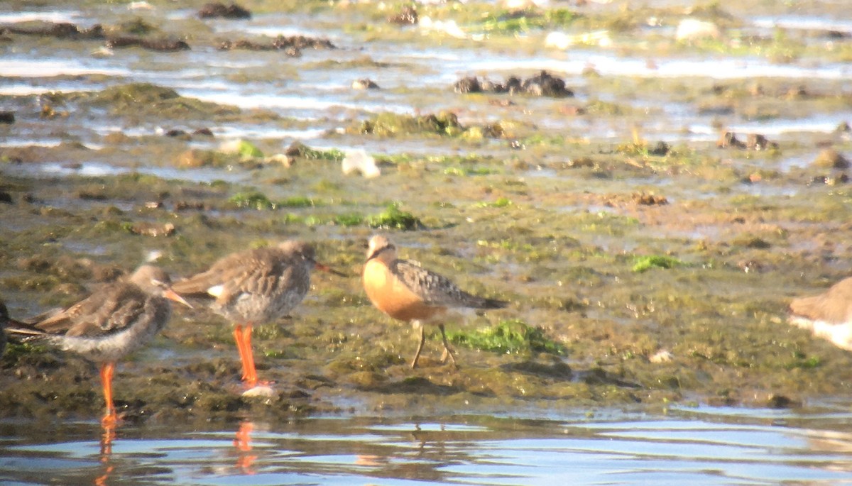 Red Knot - ML254279761
