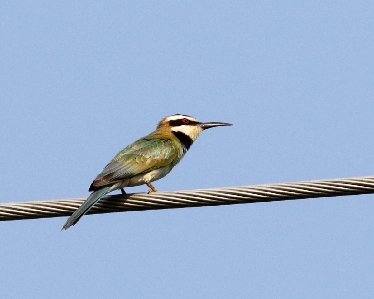 White-throated Bee-eater - ML254279941