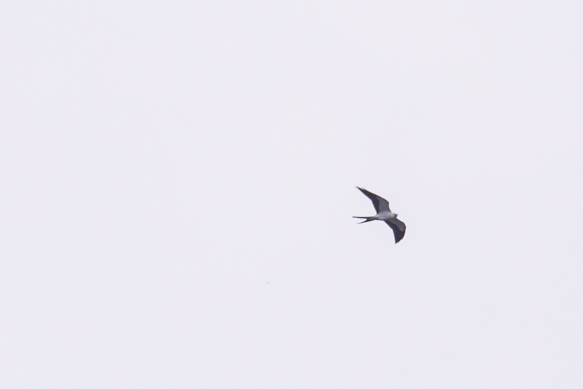 Swallow-tailed Kite - ML254280751
