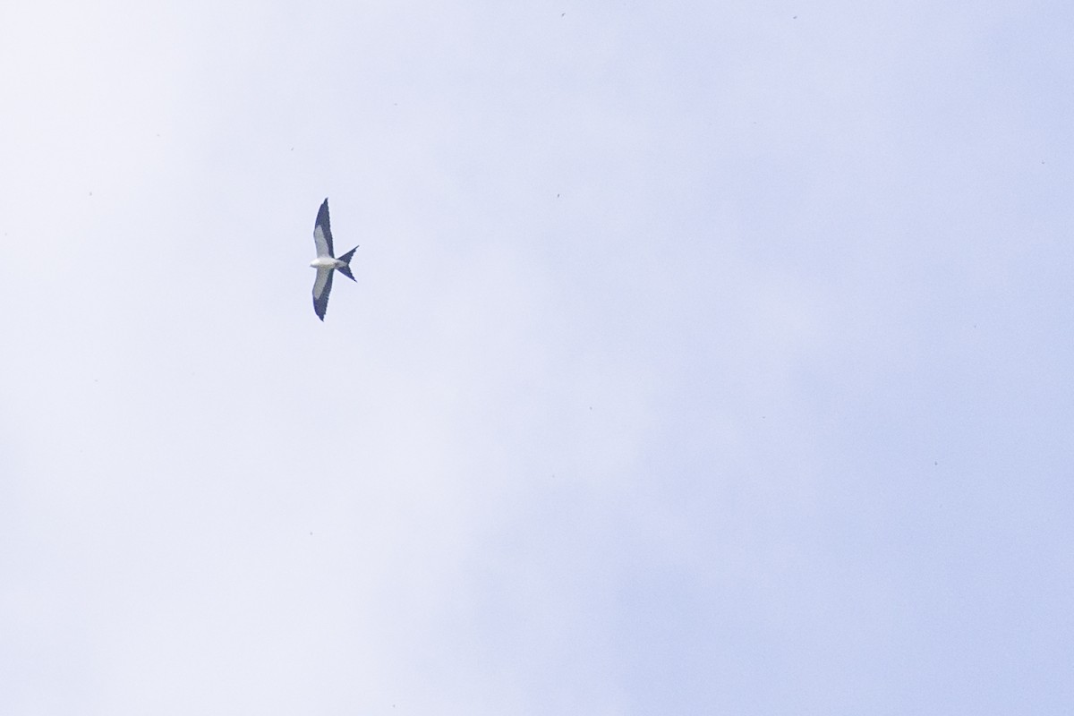 Swallow-tailed Kite - ML254280761