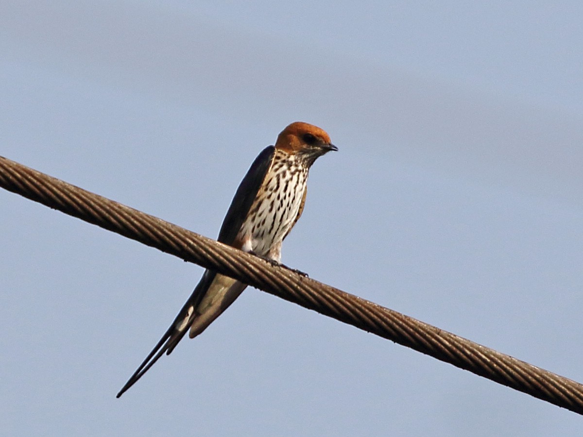Lesser Striped Swallow - ML254282081