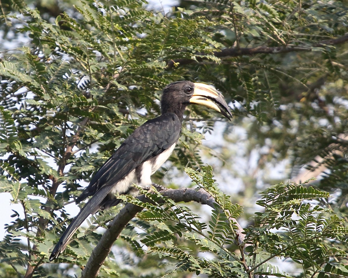 West African Pied Hornbill - ML254282681