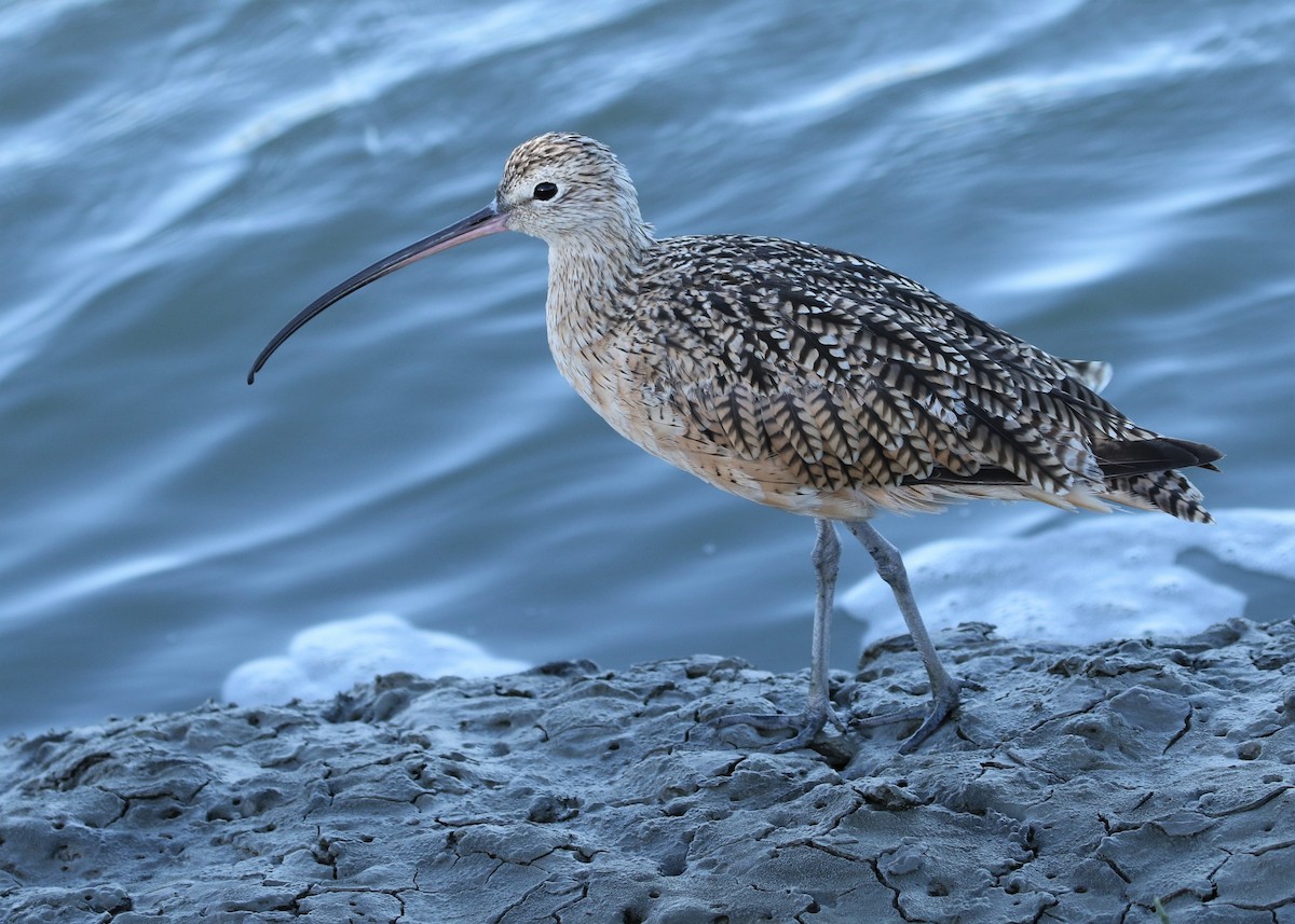 Long-billed Curlew - ML254284851