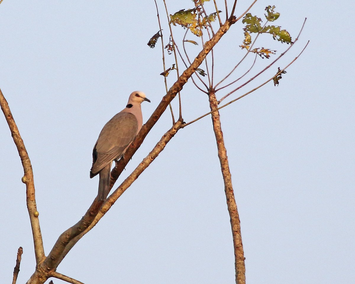 Red-eyed Dove - ML254288761