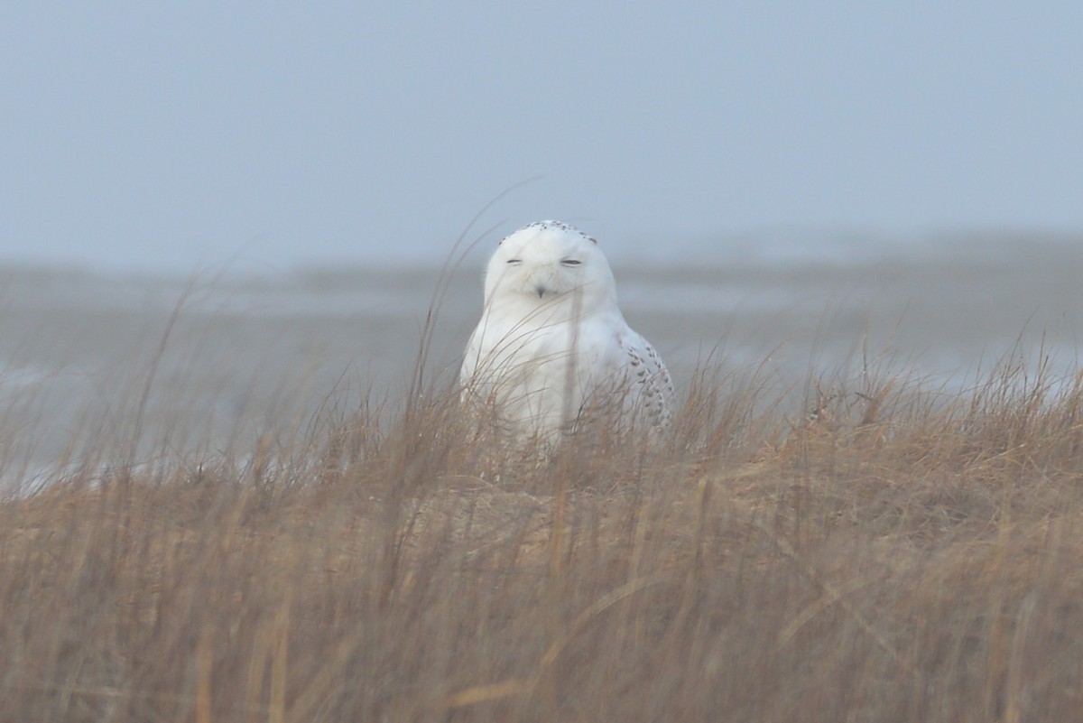 Snowy Owl - ML25429541